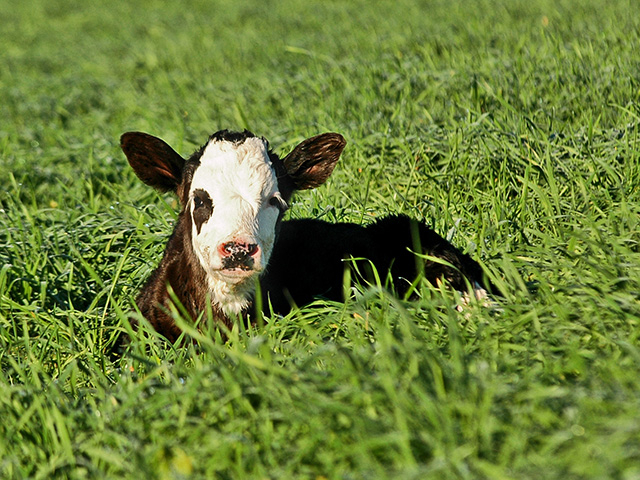 While every situation is a little different, there are some basic guidelines when it comes to calving. (Progressive Farmer photo by Becky Mills)